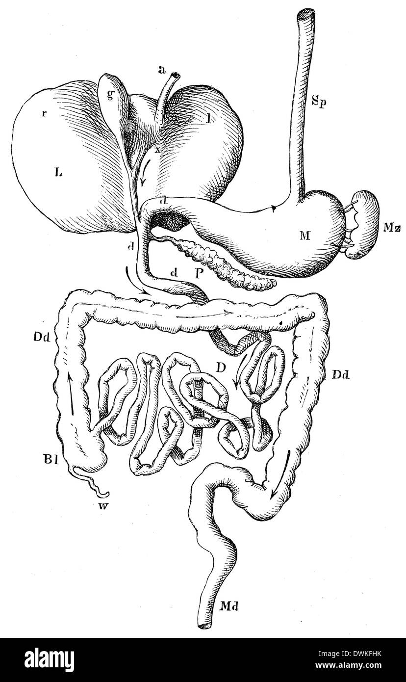 Digestive system drawing Imágenes de stock en blanco y negro - Alamy