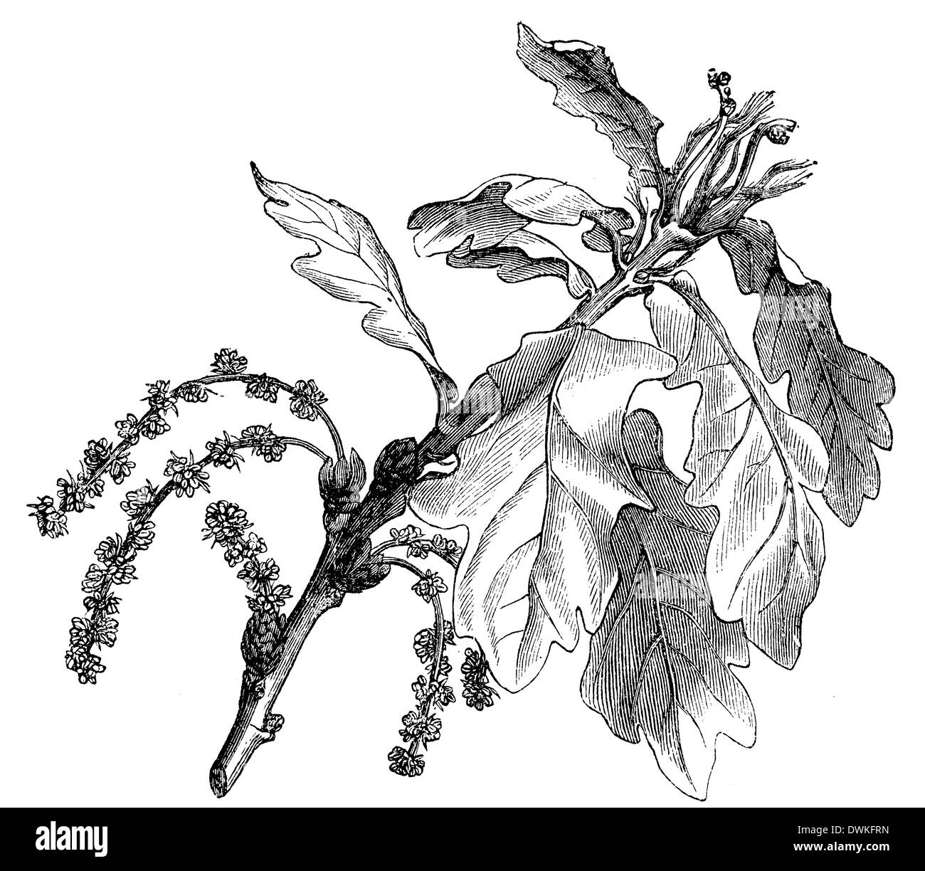 Rama de roble blanco fotografías e imágenes de alta resolución Alamy