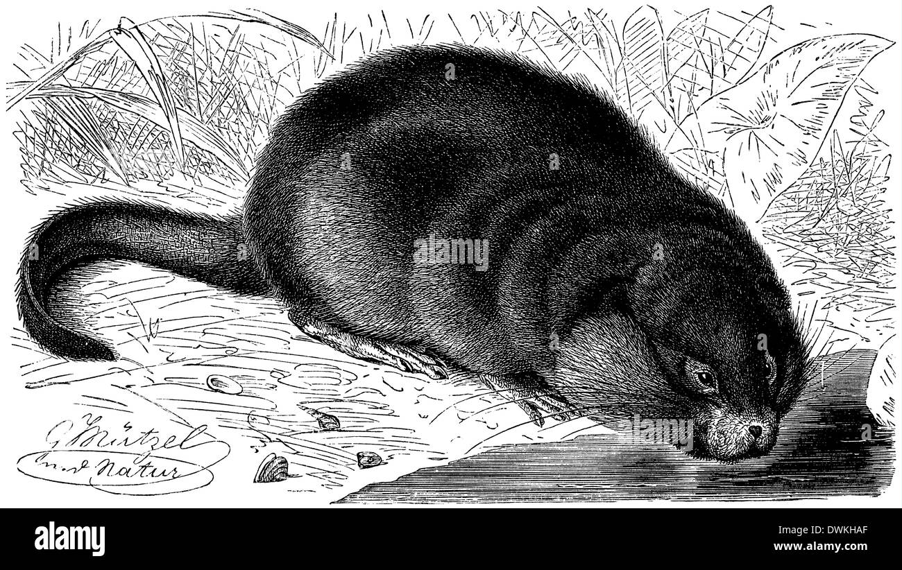 Rata almizclera de la ilustración fotografías e imágenes de alta