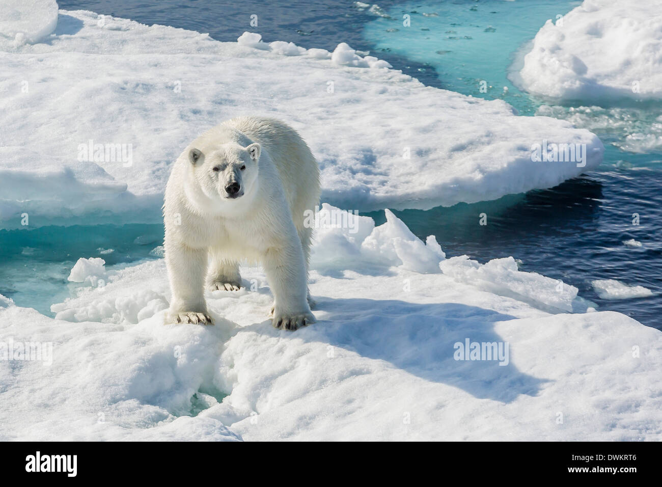 Curioso el oso polar (Ursus maritimus), Cumberland, Península de la isla de Baffin, Nunavut, Canadá, Norteamérica Foto de stock