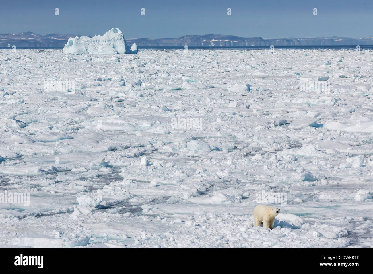 Adulto el oso polar (Ursus maritimus) en la banquisa, Cumberland, Península de la isla de Baffin, Nunavut, Canadá, Norteamérica Foto de stock