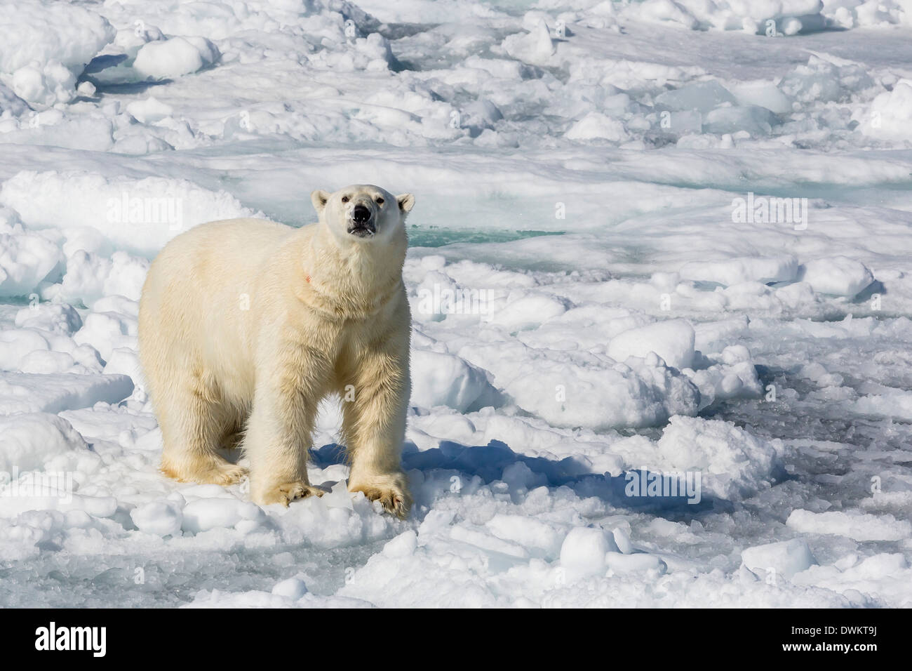 Adulto el oso polar (Ursus maritimus) sobre témpanos de hielo, en la península de Cumberland de la isla de Baffin, Nunavut, Canadá, Norteamérica Foto de stock