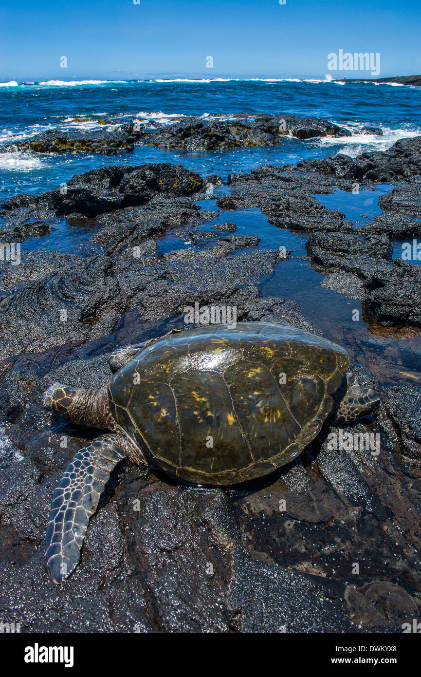Tortuga marina (Chelonioidea), playa de arena negra Punaluu en Big Island, Hawaii, Estados Unidos de América, el Pacífico Foto de stock