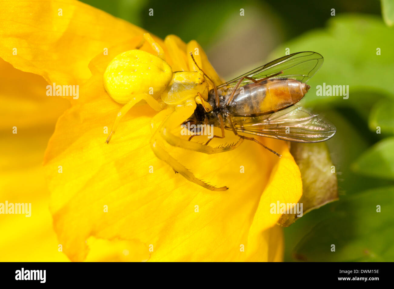 Un cangrejo araña, Misumena vatia, bien camuflado en los pétalos de Papaver cambricum, hunde sus colmillos en un pequeño hoverfly Foto de stock