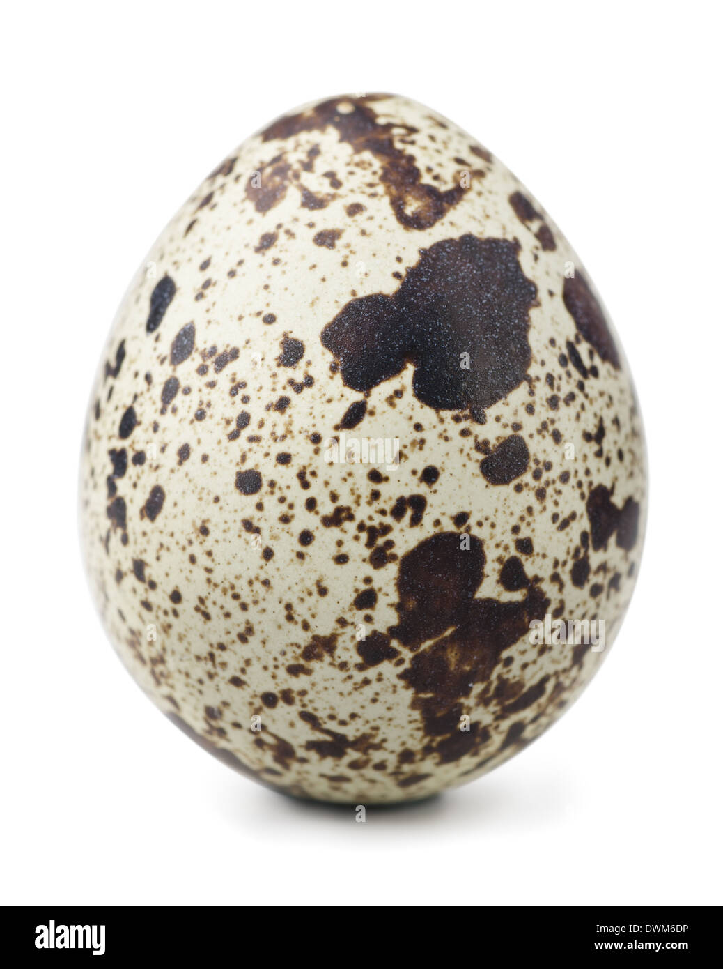 Huevo de codorniz único aislado en blanco Foto de stock