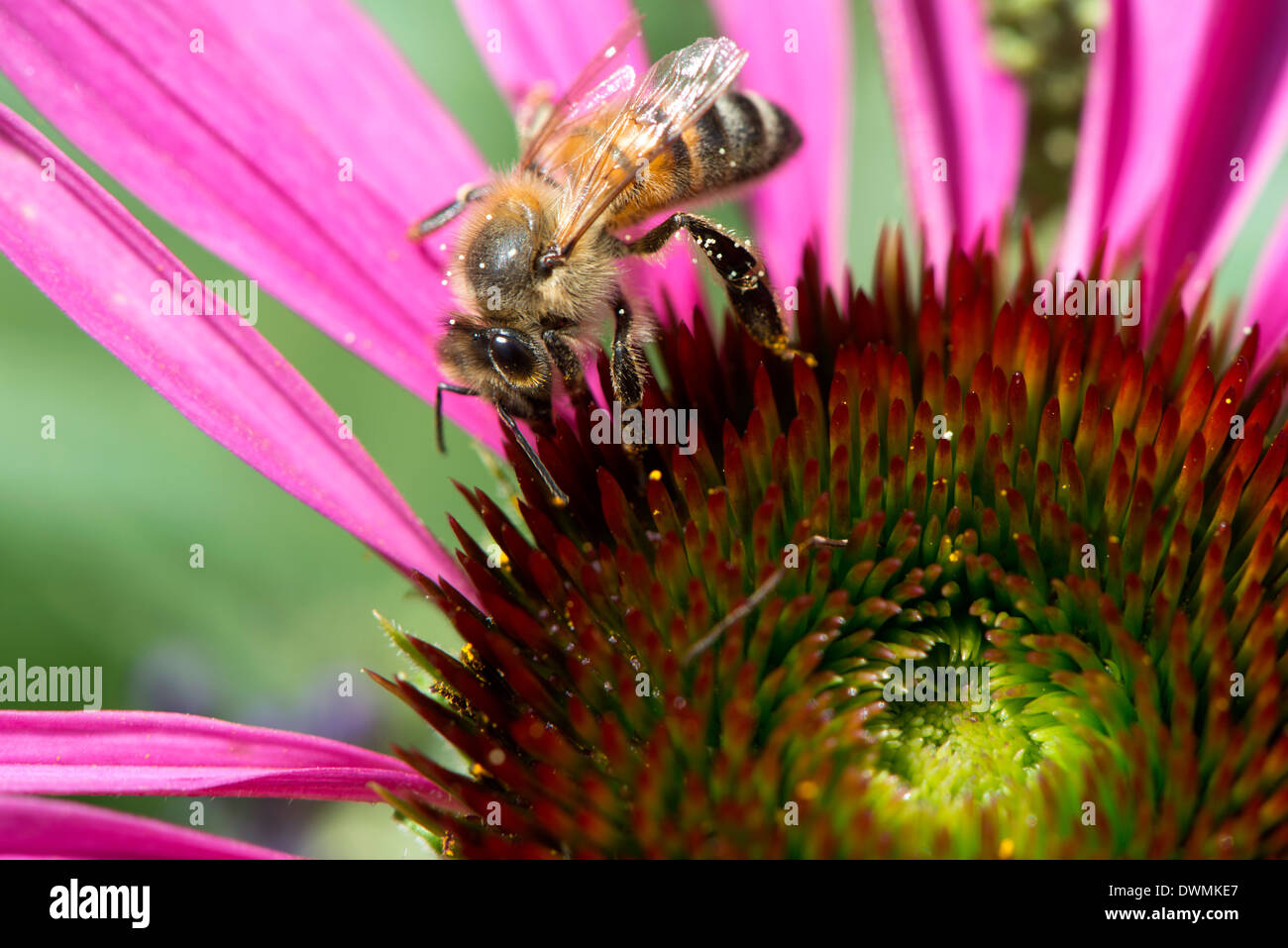 Abeja de miel, Apis mellifera alimentándose de néctar de flores, Londres, Reino Unido. Foto de stock