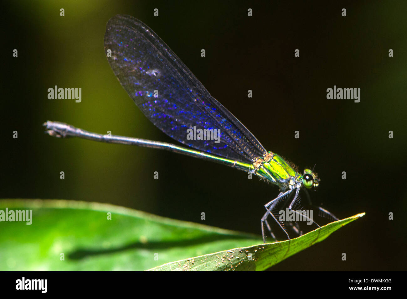 Damselfly con alas azul y verde se asienta sobre un cuerpo de hoja en compensación soleadas, Sabah, Borneo, Malasia, Sudeste de Asia Foto de stock