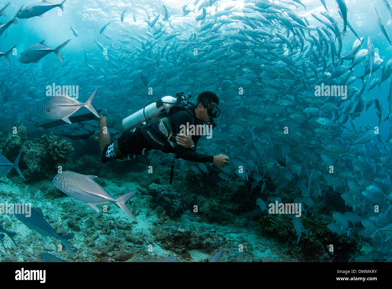 Diver bucear con el Patudo jureles (Caranx sexfasciatus) en Sipadan Island, islas Célebes Mar, Sabah, Malasia Foto de stock