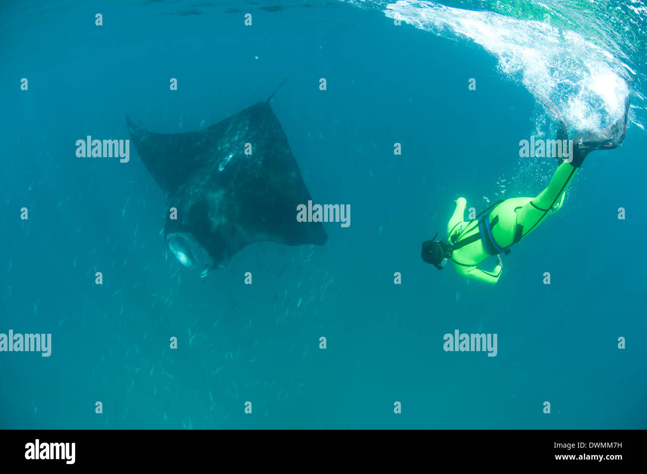Scientist buceo libre para fotografiar un manta ray (Manta birostris), Yum Balam Área Marina Protegida, Quintana Roo, México. Foto de stock