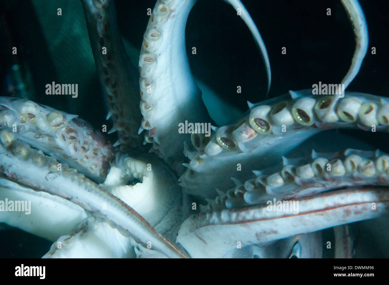 Cavidad bucal (boca) y tentáculos de Humboldt (Jumbo) calamares (Dosidicus gigas), el Golfo de California, Baja California, México Foto de stock