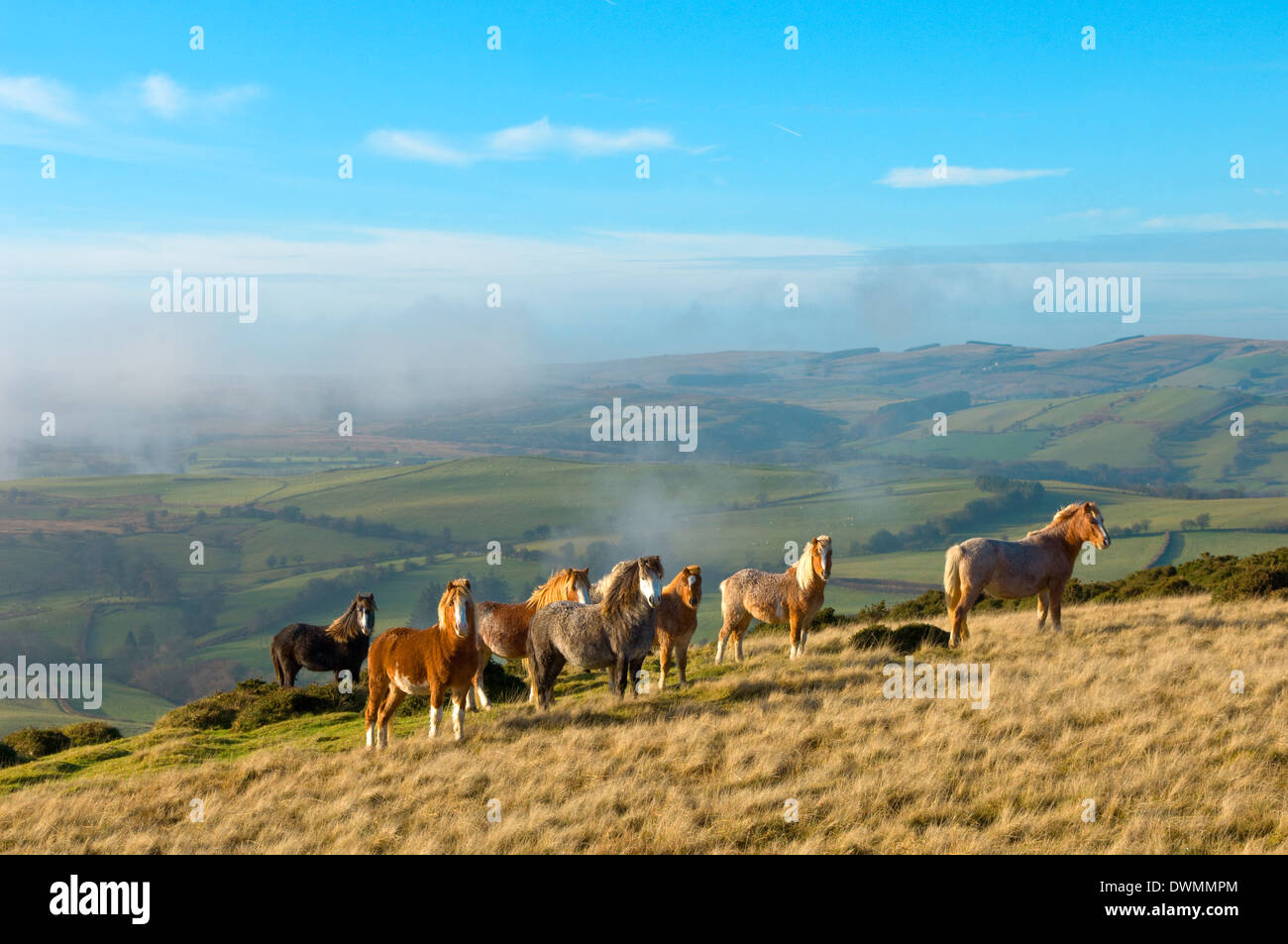 Welsh ponis, Eppynt, montañas Cambrian, Powys, Gales, Reino Unido, Europa Foto de stock
