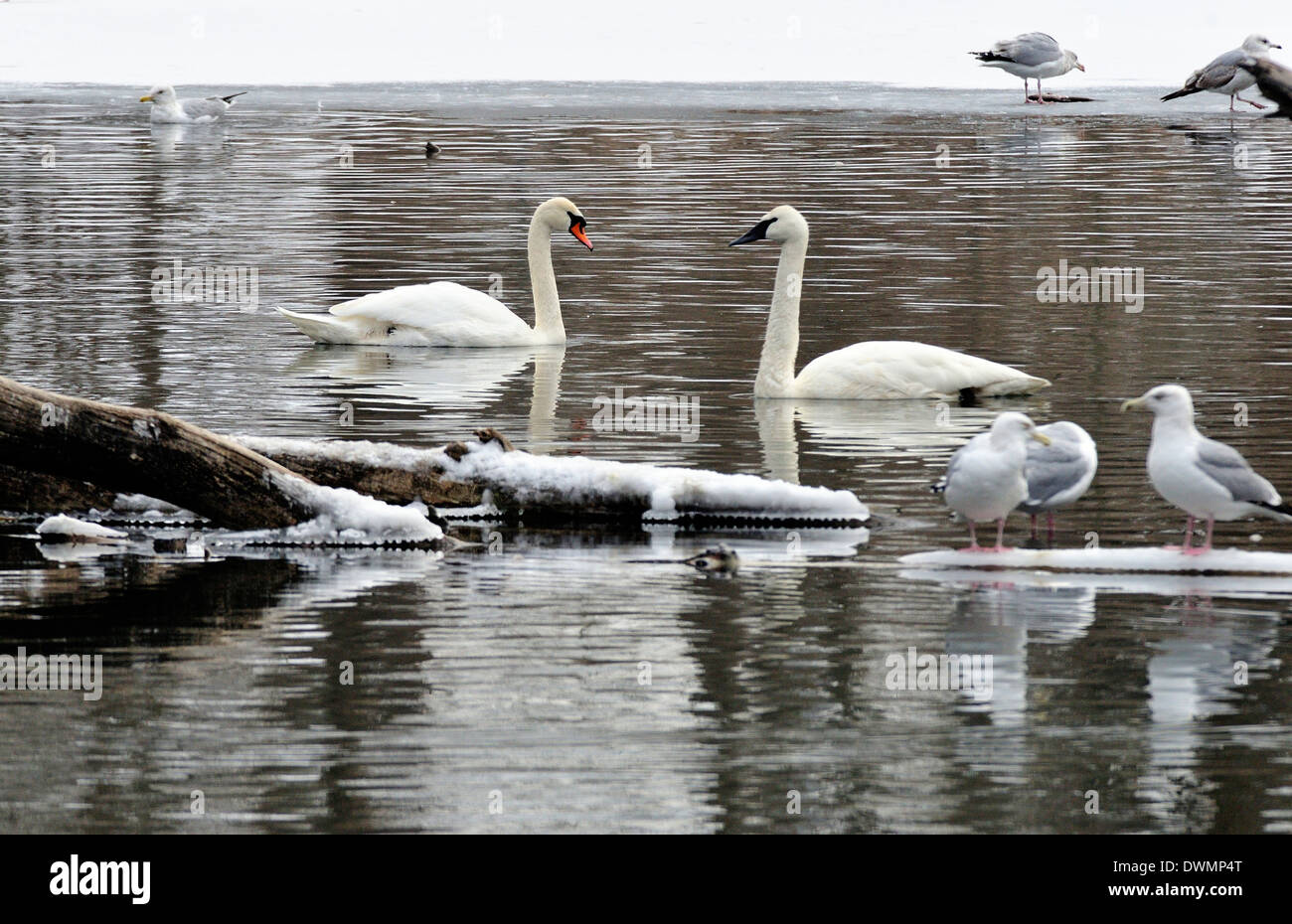 Dos tipos diferentes de los Cisnes uno frente al otro en el río de