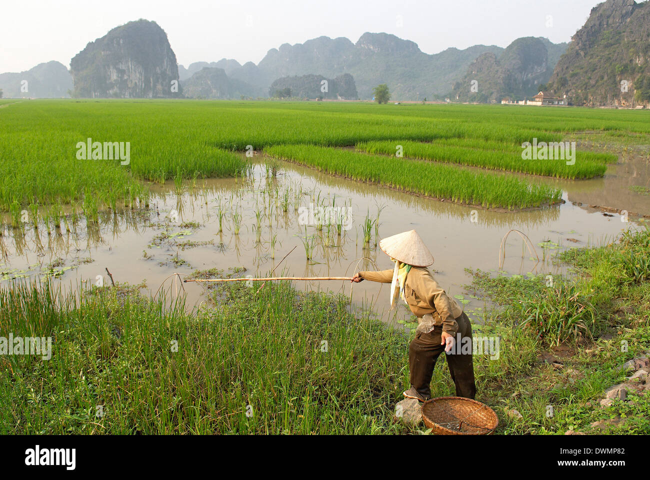 La pesca en los campos de arroz, Tam Coc, Ninh Binh, Vietnam, Indochina, en el sudeste de Asia, Asia Foto de stock