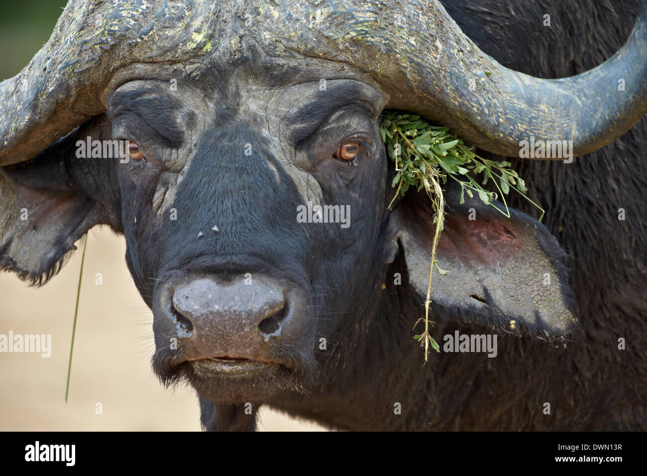 Cape buffalo (búfalo africano (Syncerus caffer)) Bull, el Parque Nacional Kruger, Sudáfrica, África Foto de stock