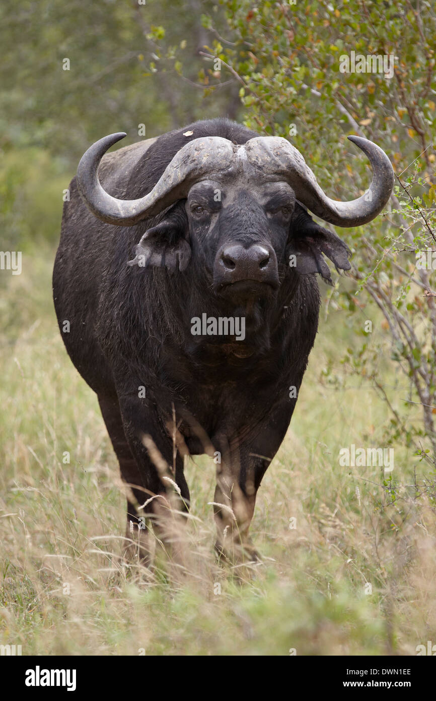 Cape Buffalo (búfalo africano (Syncerus caffer)), el Parque Nacional Kruger, Sudáfrica, África Foto de stock