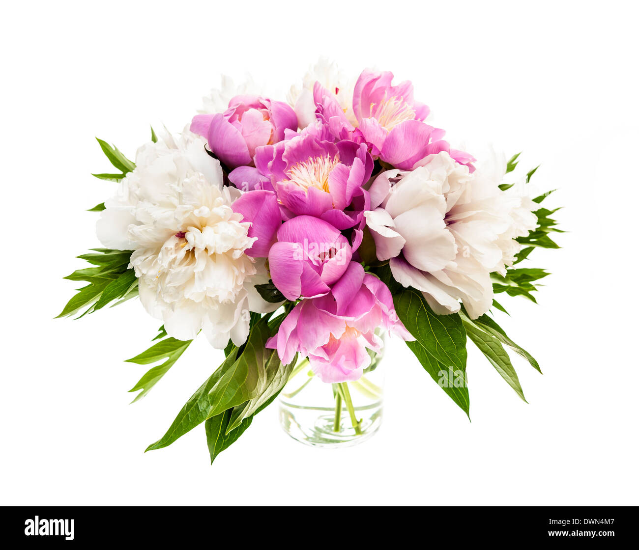 Bouquet de peonías frescas aislado sobre fondo blanco. Foto de stock