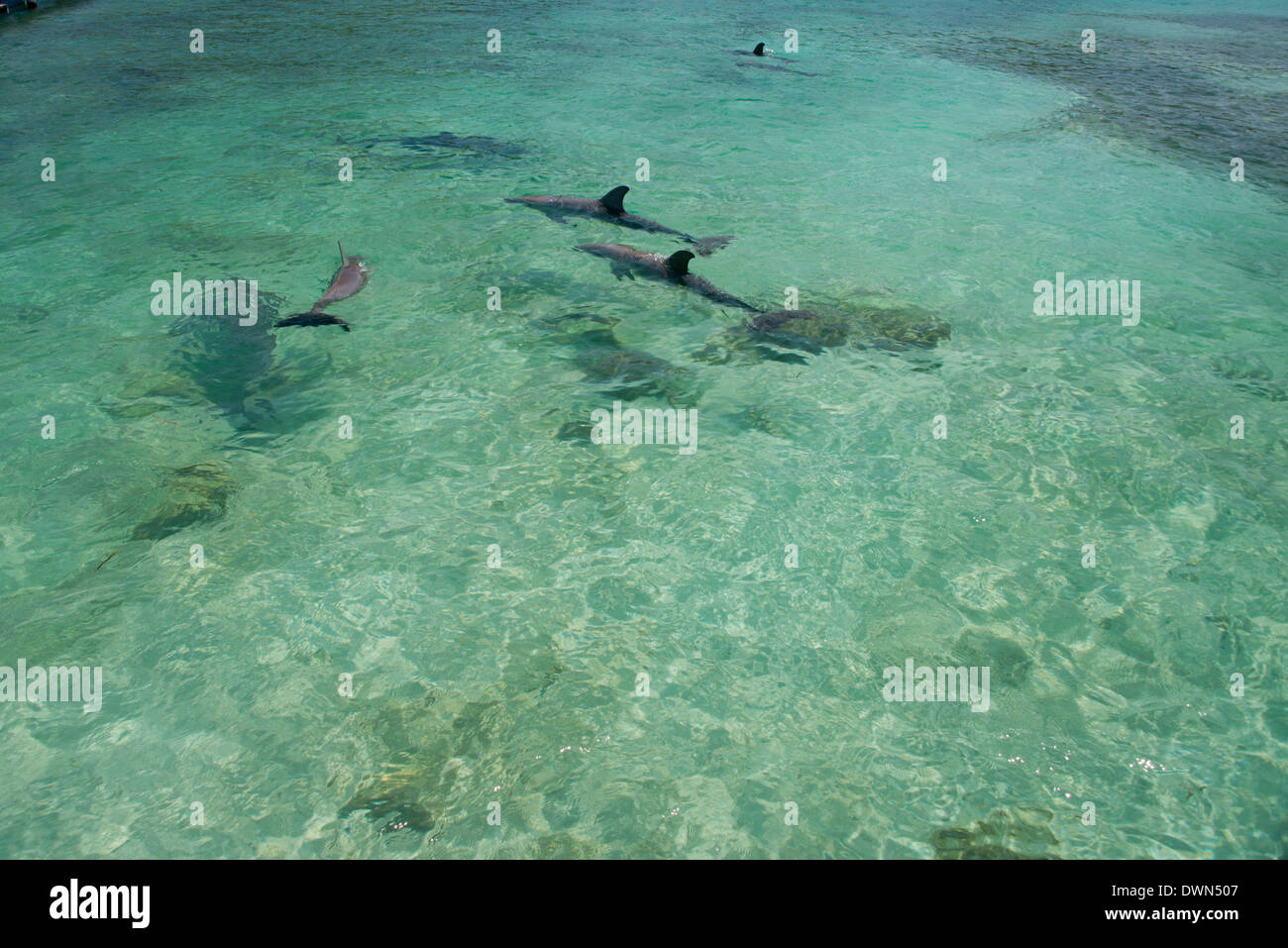 Honduras, Islas de la Bahía de Honduras, Roatán. Anthony's Key, pod de delfines nariz de botella (Tursiops truncatus) aka marsopas. Foto de stock