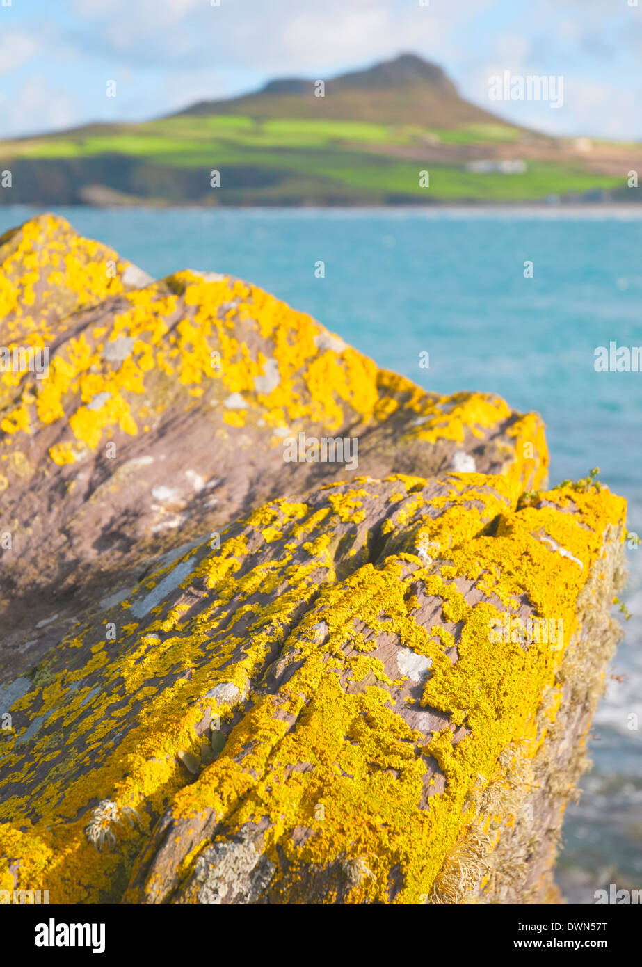 Pembrokshire, St Davids Bay, Gales. Líquenes brillantes en lo alto de un acantilado con rocas whitesand Bay Mountain borrosos en el fondo. Foto de stock