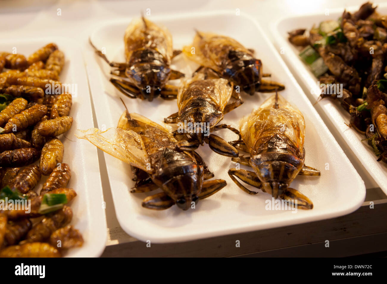 Insectos fritos en puesto de comida en el bazar nocturno de Chiang Mai, al norte de Tailandia, Tailandia, el sudeste de Asia, Asia Foto de stock