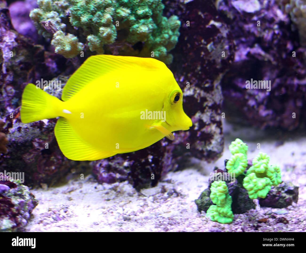 Amarillo peces tropicales nadando en el mar cálido Foto de stock