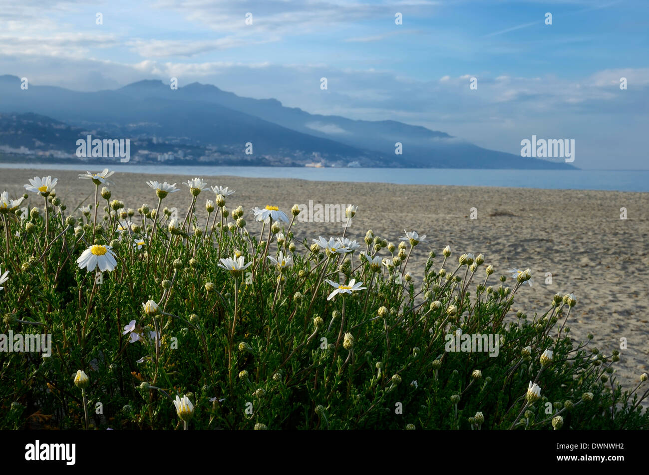 Playa, de la ciudad de Bastia en la parte posterior, en la costa oriental de Córcega, Francia Foto de stock