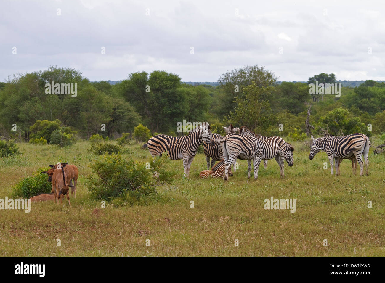 Un pequeño grupo de cebras de Burchell (Equus quagga burchelli) y terneros de Mozambique gnu, el Parque Nacional Kruger Sudáfrica Foto de stock