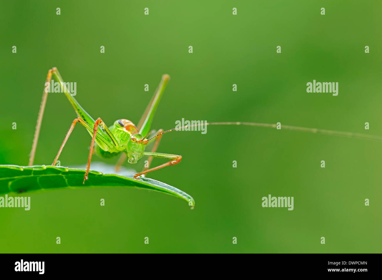 Bush moteado (Leptophyes punctatissima cricket), macho, Renania del Norte-Westfalia, Alemania Foto de stock
