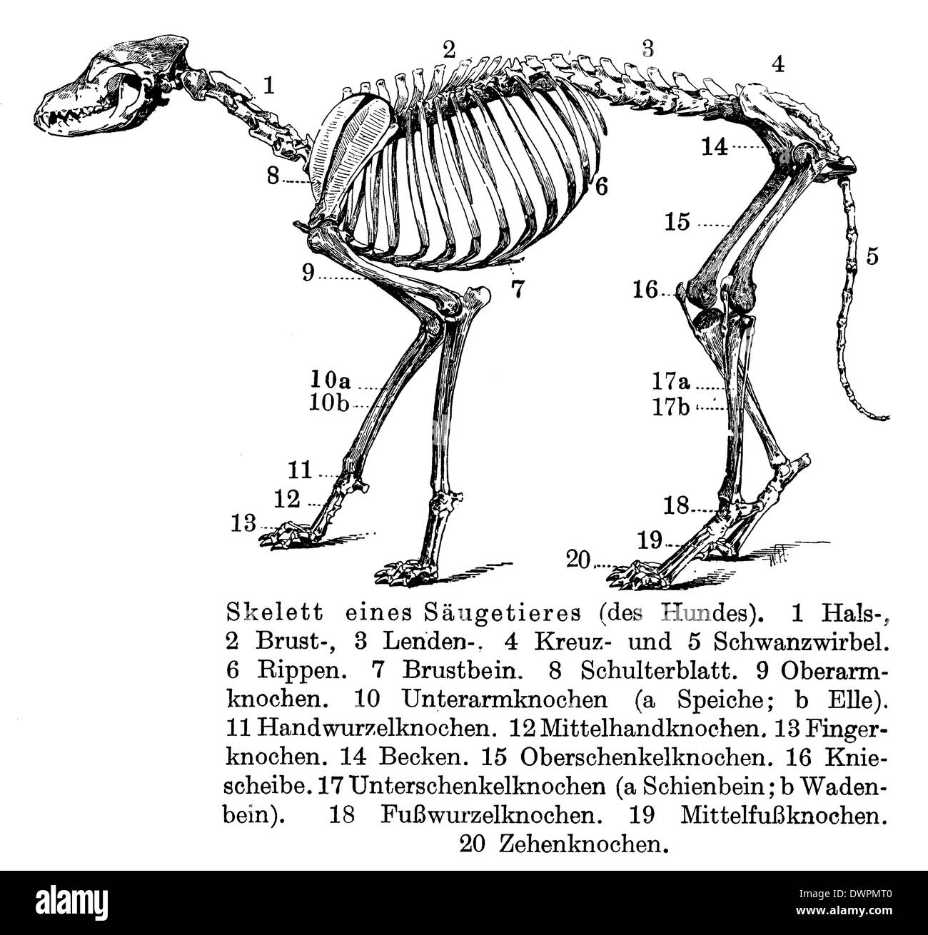 Perro: esqueleto Foto de stock