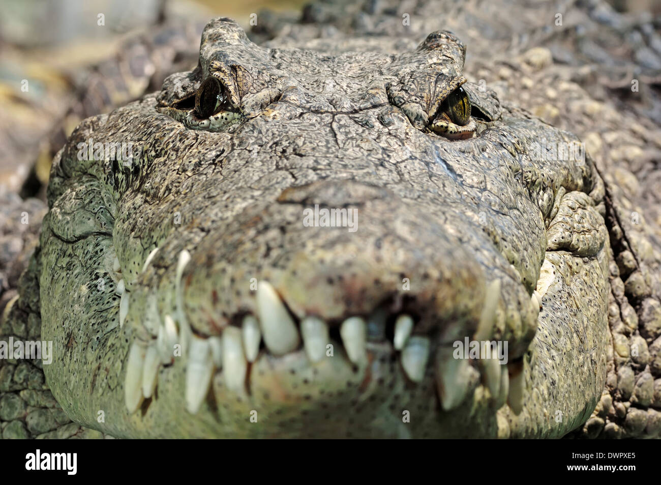 O el cocodrilo del Nilo (Crocodylus niloticus común) Foto de stock