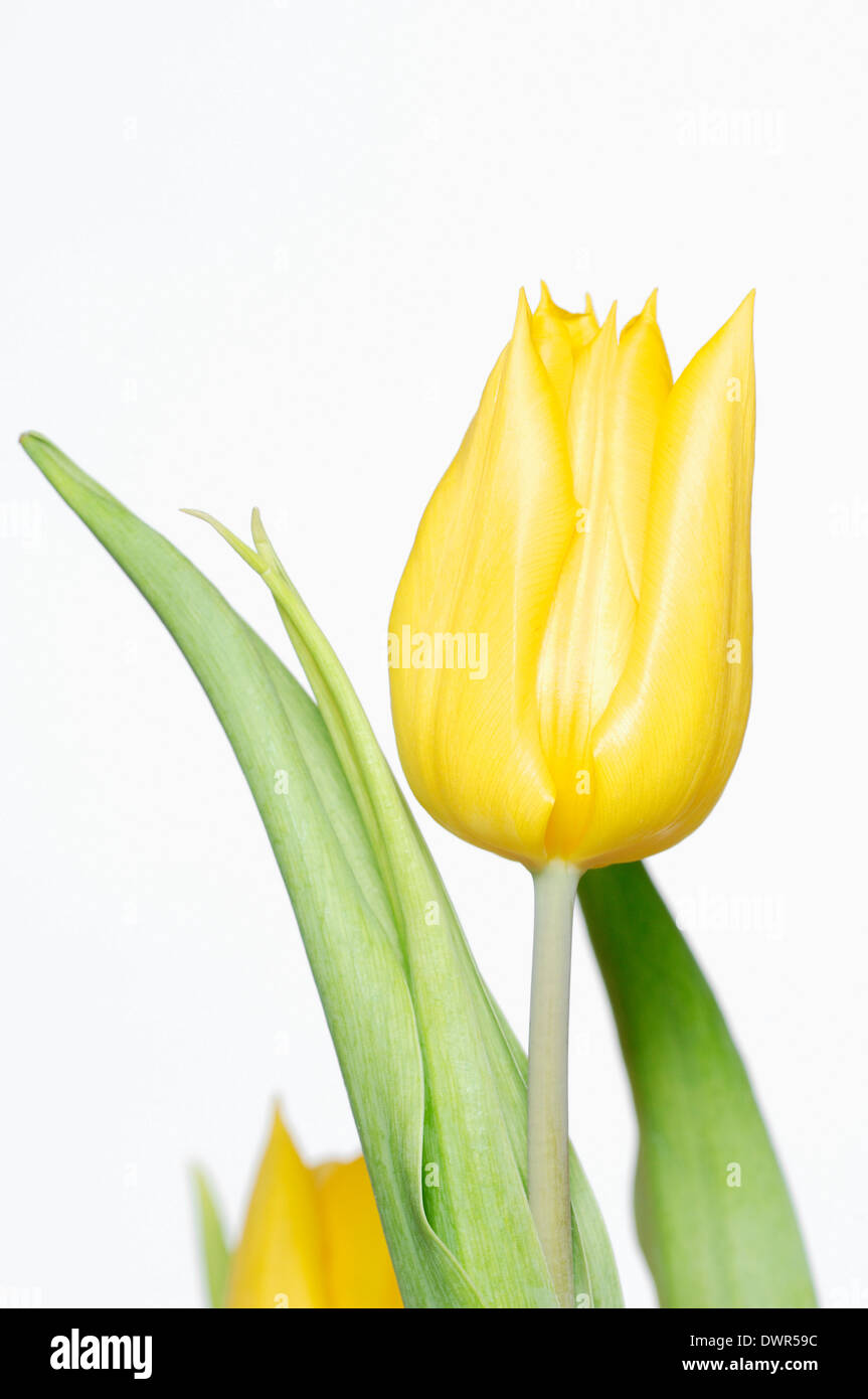 Tulipán (Tulipa spec). Foto de stock