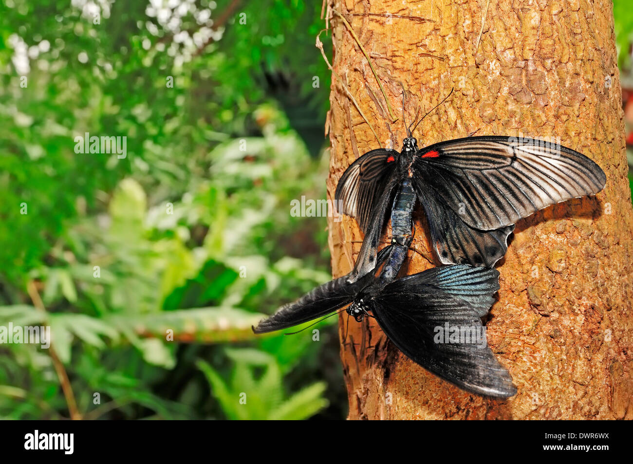 Gran amarillo o mormones especie asiática (Papilio lowi), par el apareamiento Foto de stock