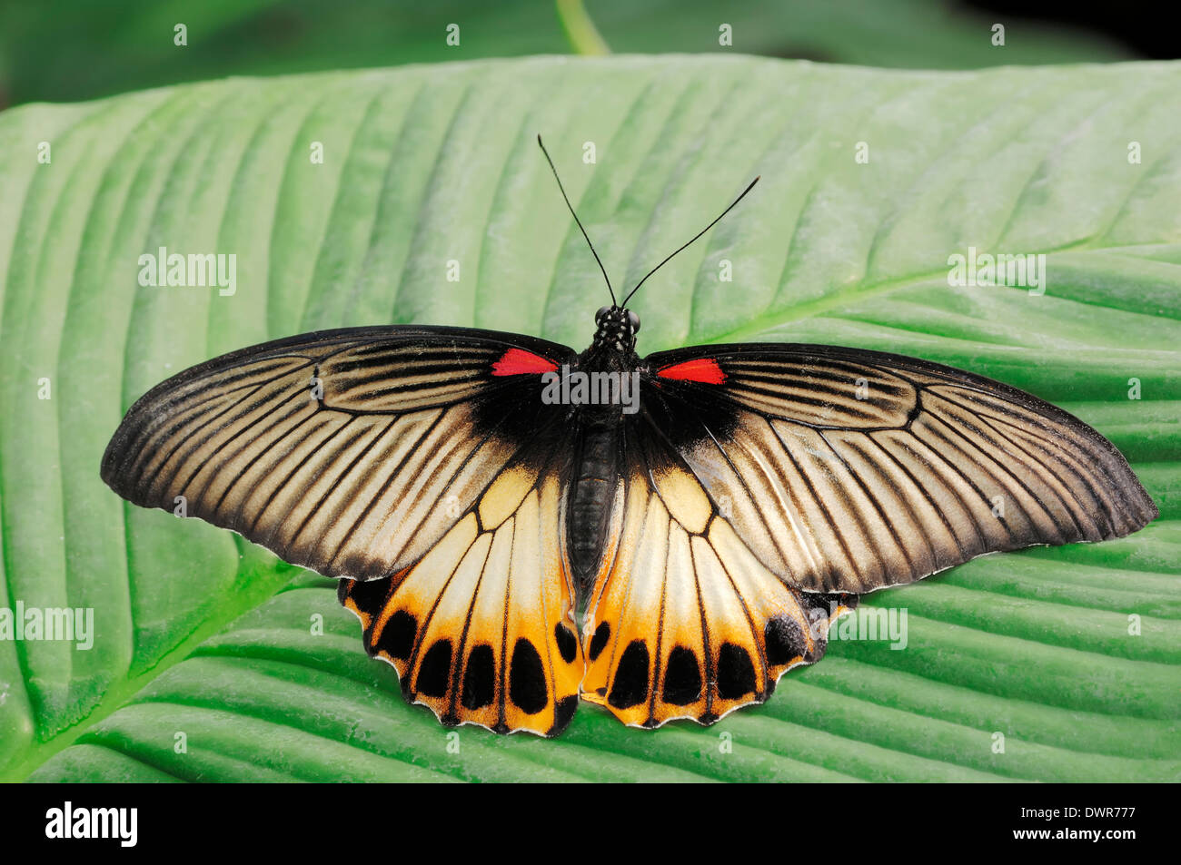Gran Mormón / (Papilio memnon) Foto de stock