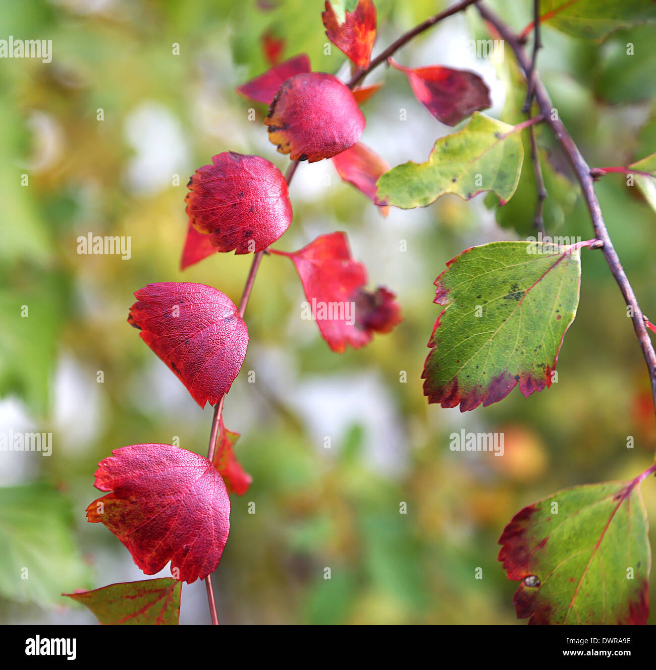Hojas rojas en la tarde de otoño Foto de stock