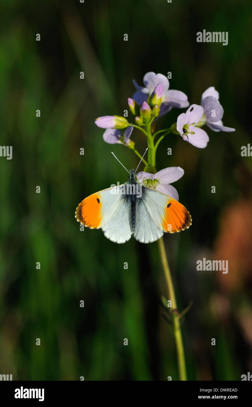 Punta anaranjada mariposa anthocharis cardamines invertebrados insectos retrato de primavera Foto de stock