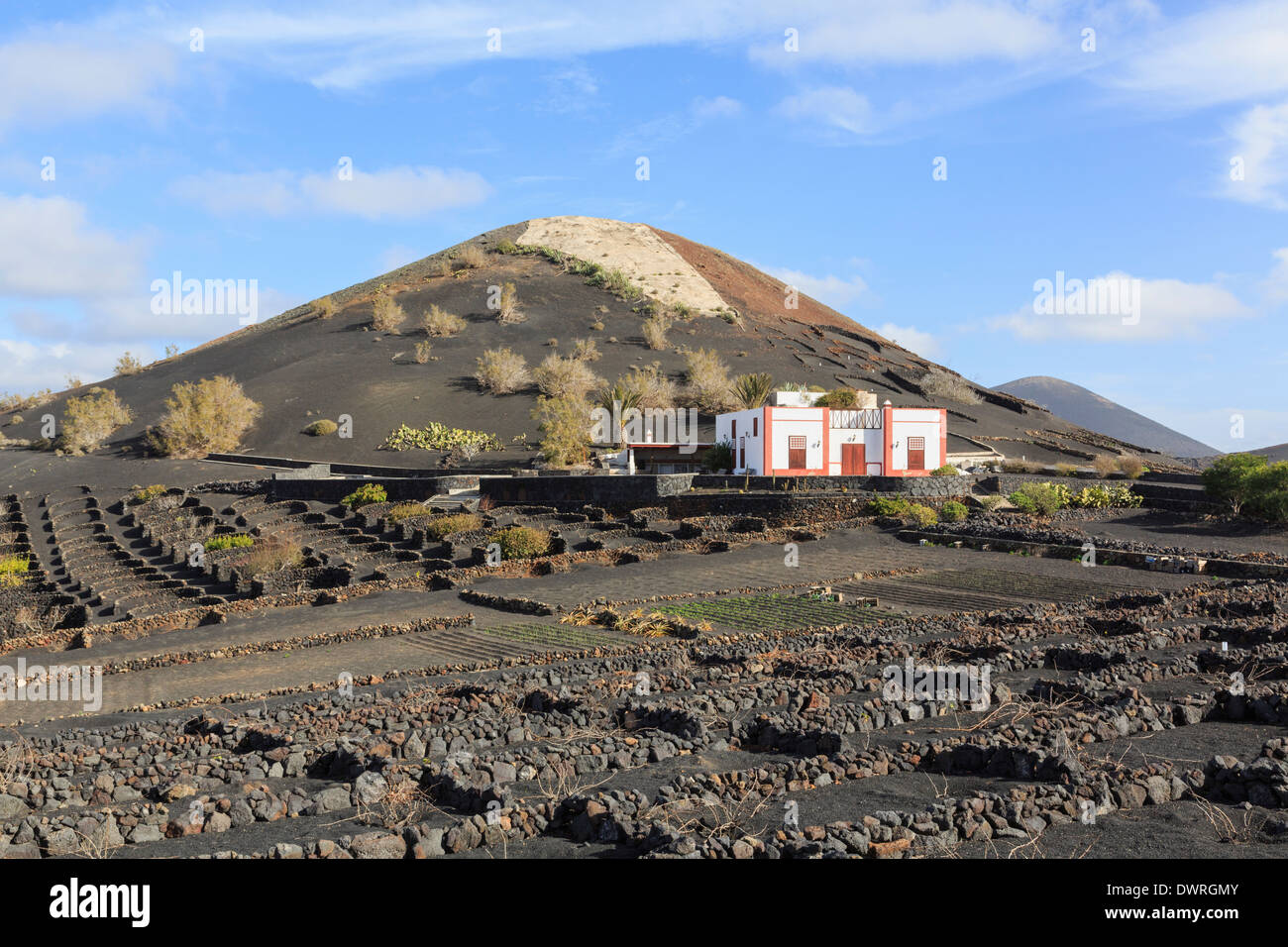 Bodega más allá de un campo de viñas en ceniza volcánica protegida por paredes en los viñedos de La Geria, Lanzarote, Islas Canarias Foto de stock