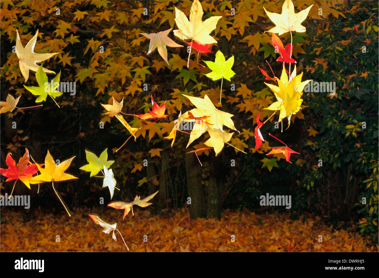 Caída de Liquidambar hojas en otoño y retroiluminación foto Foto de stock