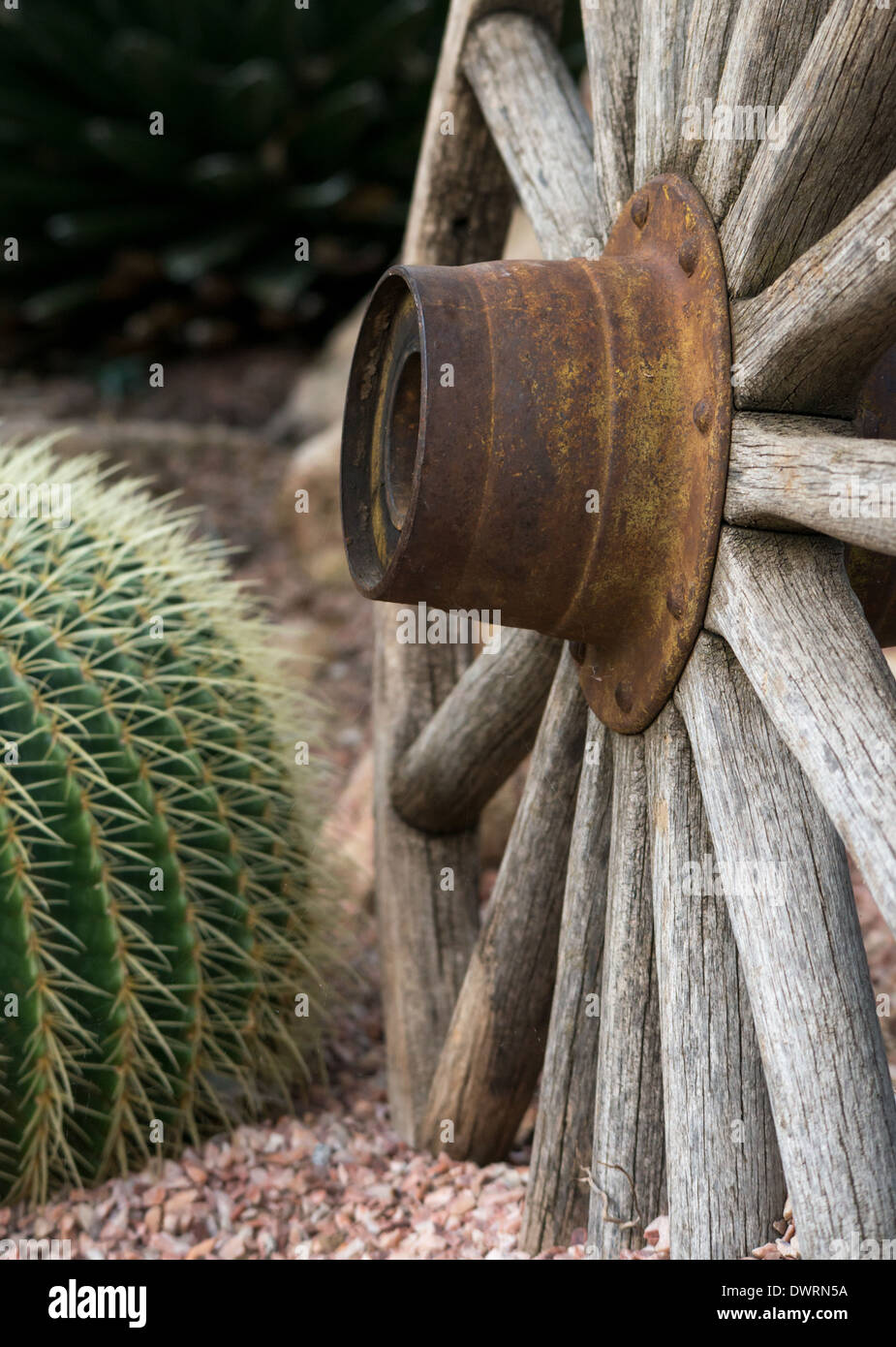 Una rueda de carro rústico y un cactus barril dorado Foto de stock