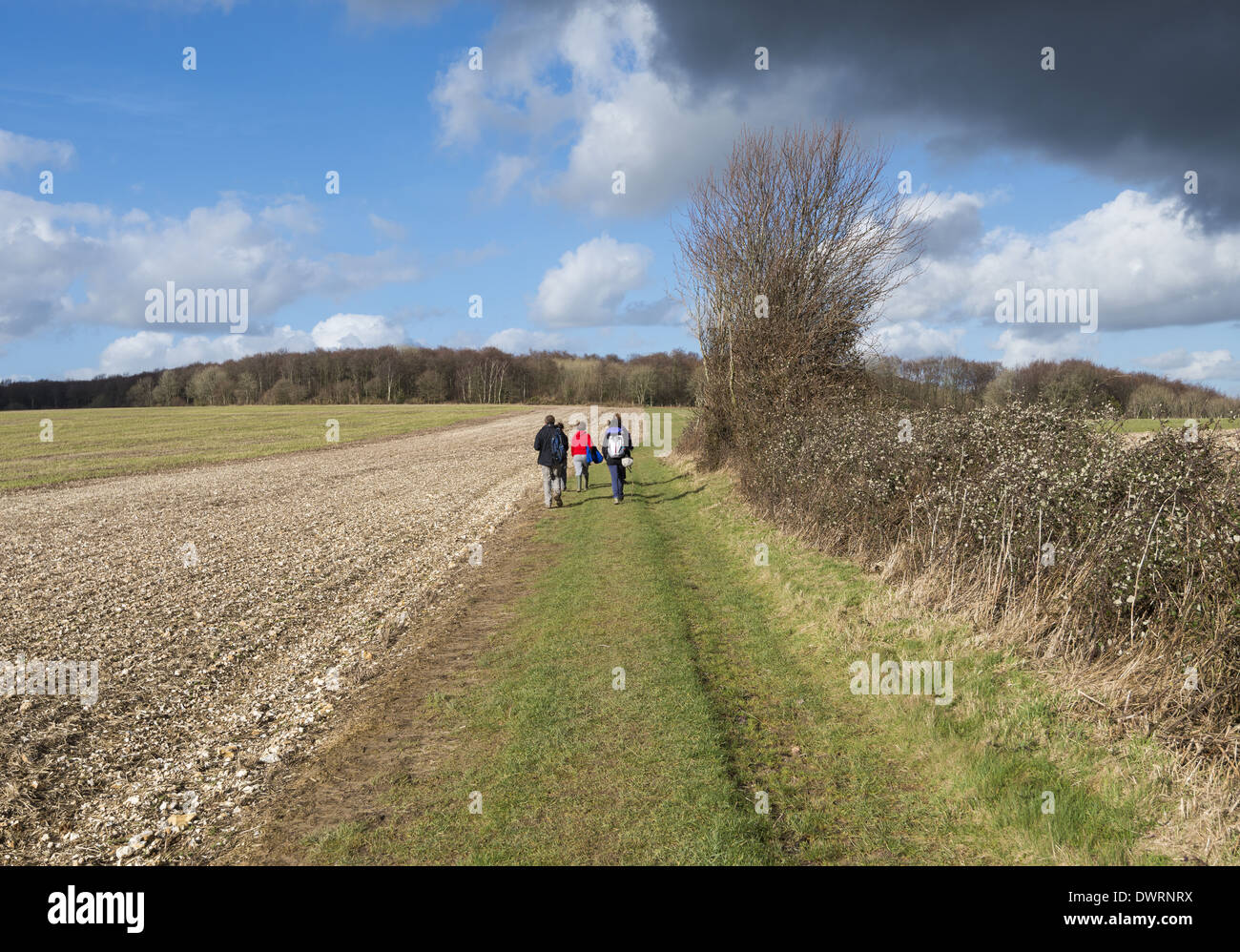 Grupo de jóvenes a caminar en el campo, en Hampshire, Inglaterra, Reino Unido. Foto de stock