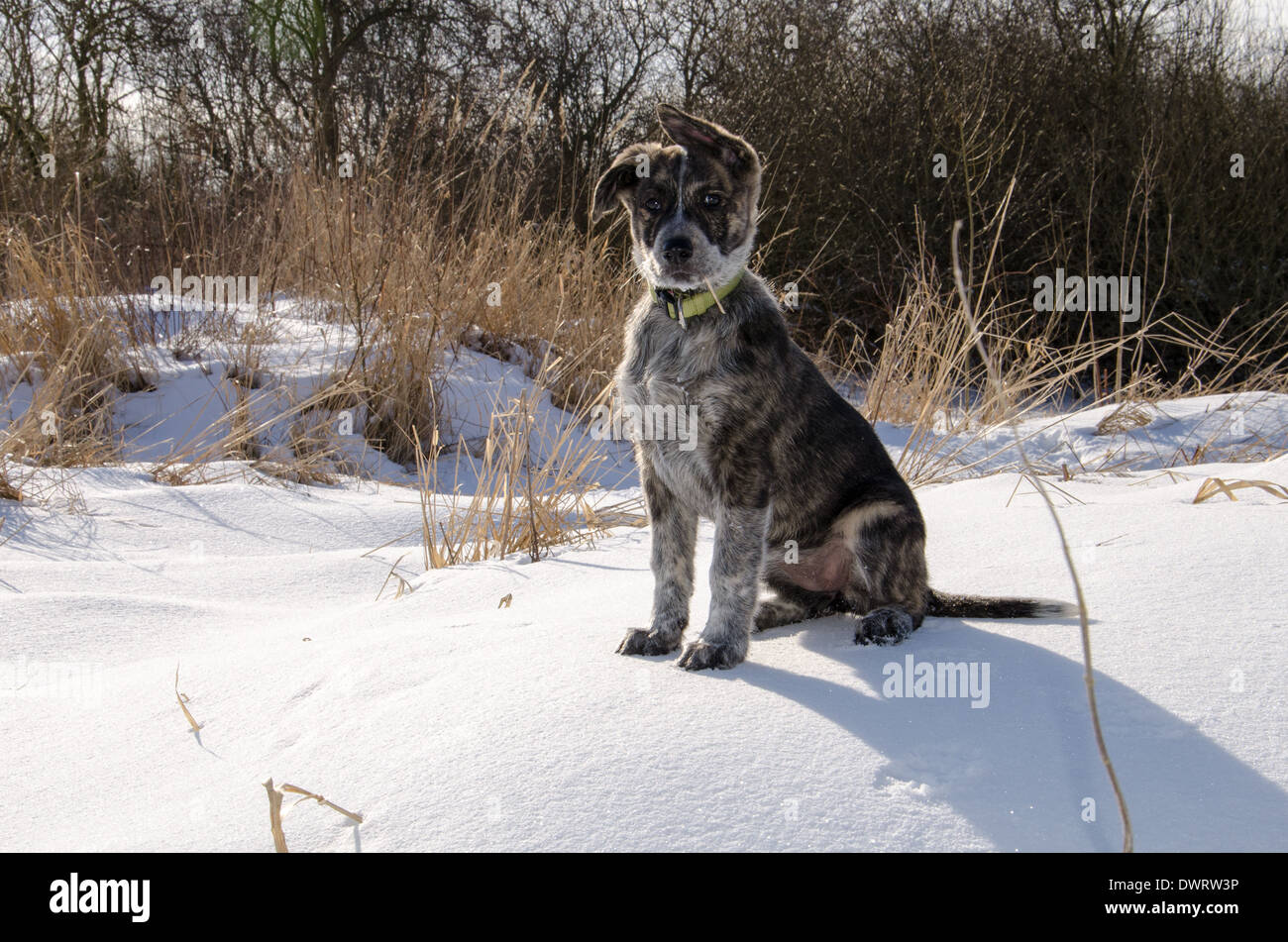 Un cachorro en la nieve. Foto de stock