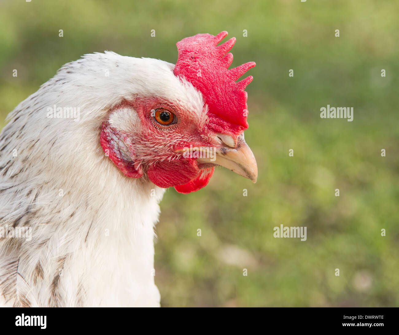 Close Up retrato de un pollo Sussex blanca Foto de stock