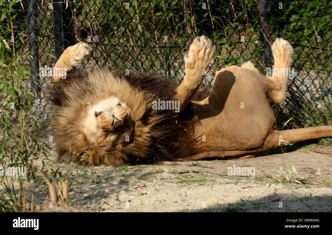 Close-up una madura león (Panthera leo) en el parque zoológico de ajuste de rodadura sobre su espalda Foto de stock