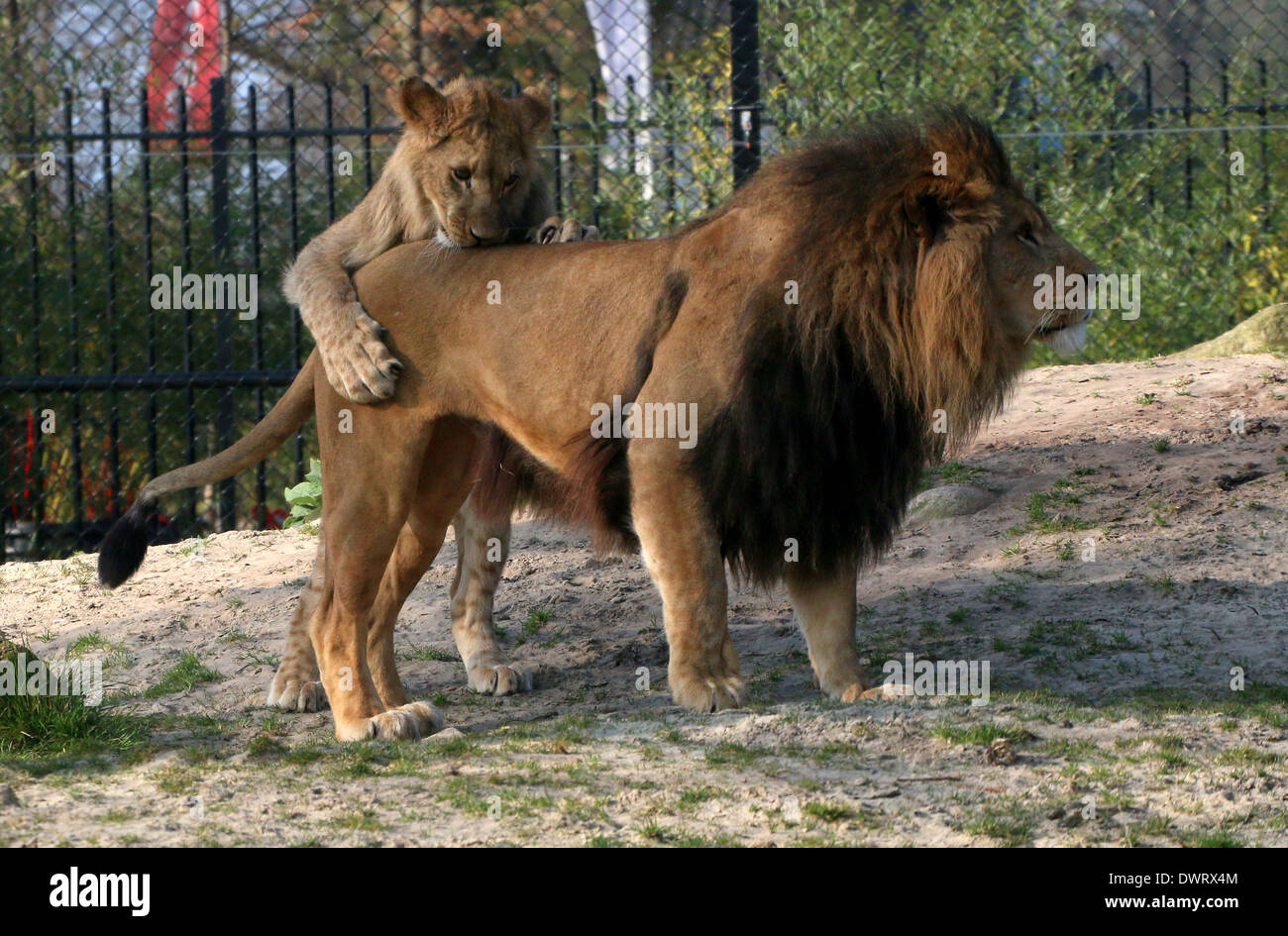 Close-up una madura león (Panthera leo) y un cachorro juguetón en el parque zoológico de ajuste Foto de stock