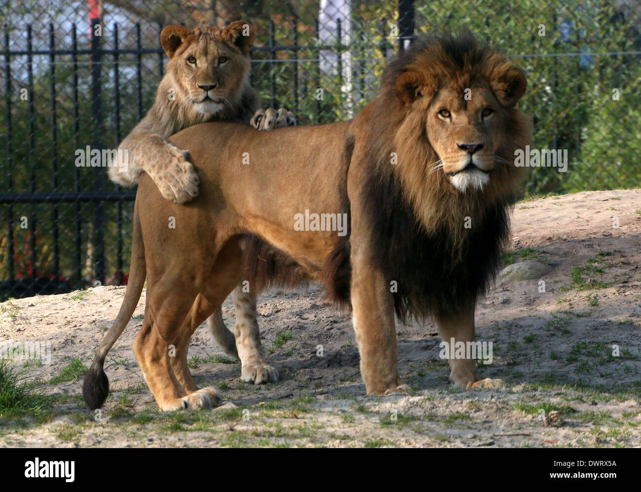 Close-up una madura león (Panthera leo) y un cachorro juguetón en el parque zoológico de ajuste Foto de stock