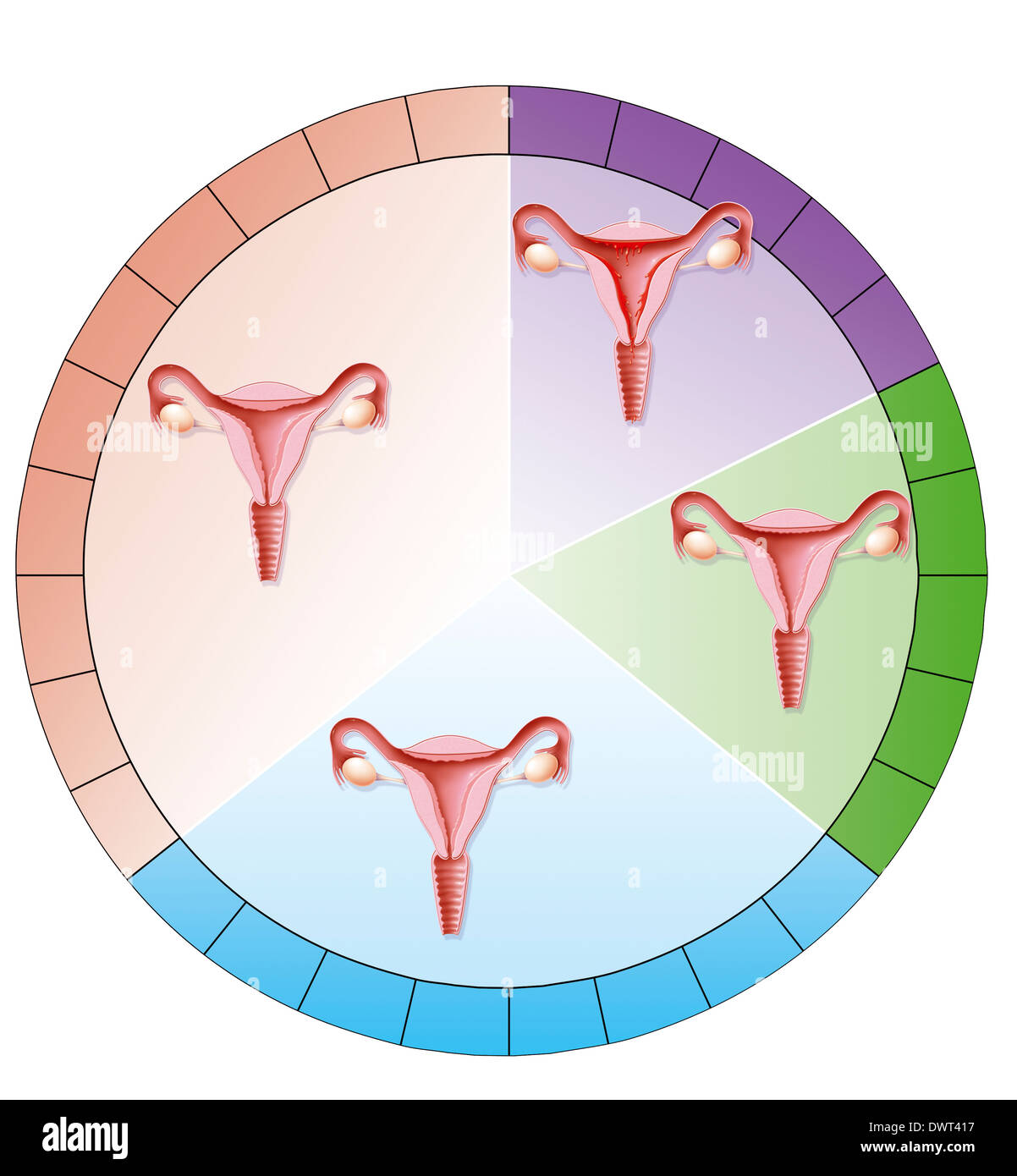 Sistema Reproductor Femenino Humano Fotografías E Imágenes De Alta Resolución Página 5 Alamy 0161
