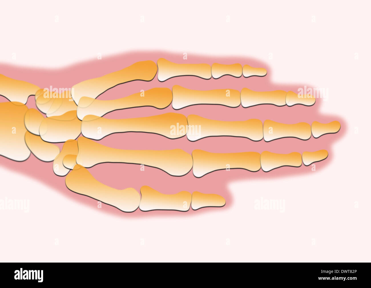 Hueso piramidal fotografías e imágenes de alta resolución Alamy