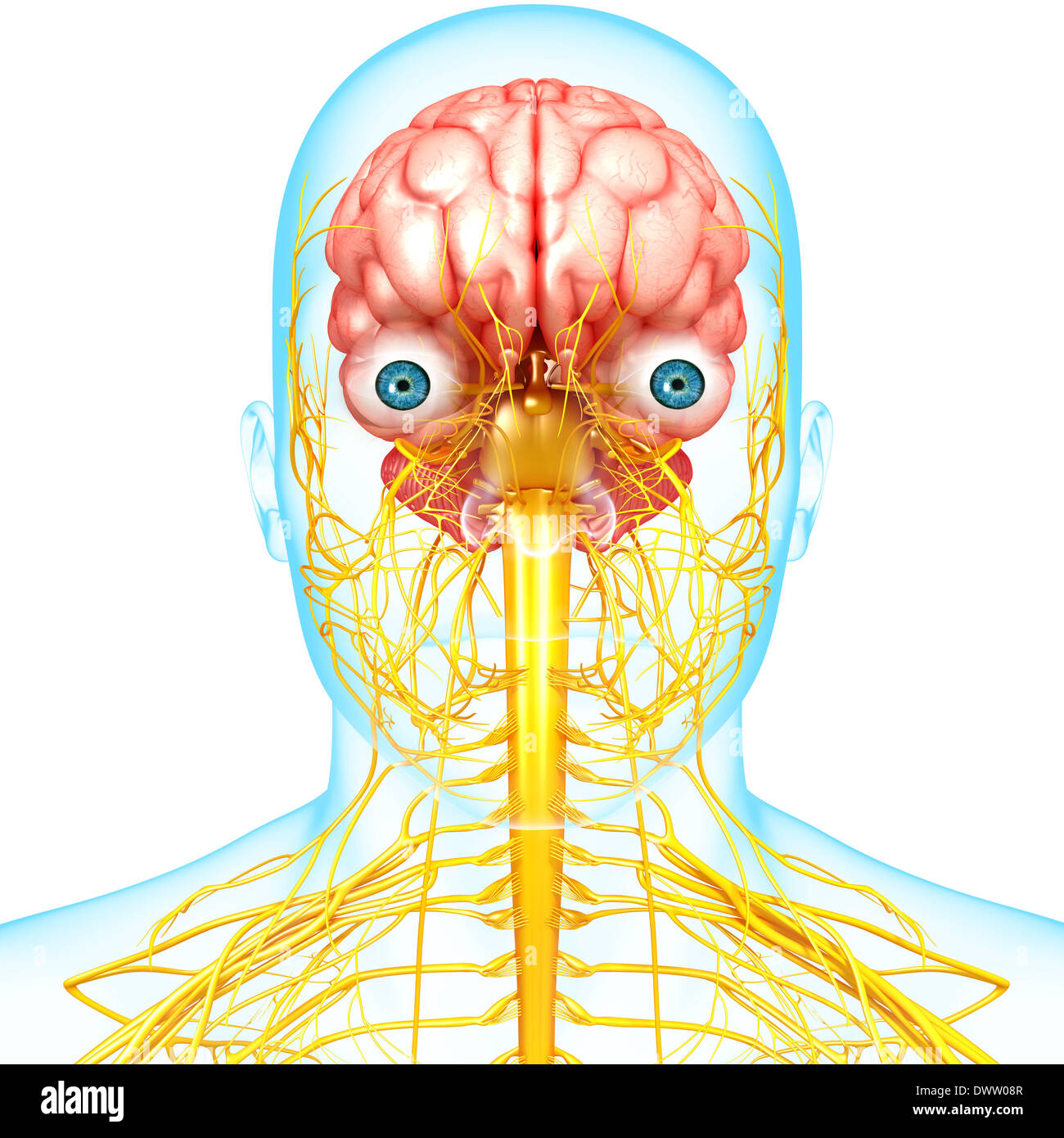 Dibujo del sistema nervioso periférico Fotografía de stock - Alamy Dibujo del sistema nervioso periférico Fotografía de stock - Alamy