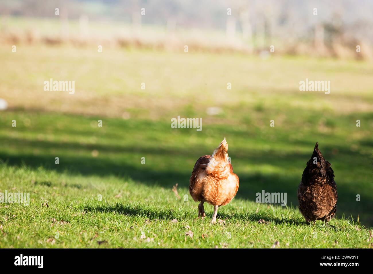 Las gallinas camperas caminando en distancia picoteando Foto de stock