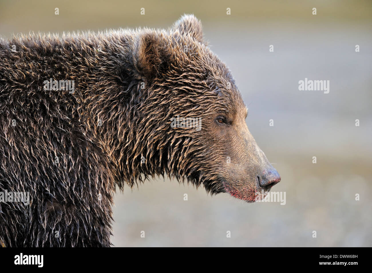Oso grizzly (Ursus arctos horribilis) vertical. Foto de stock