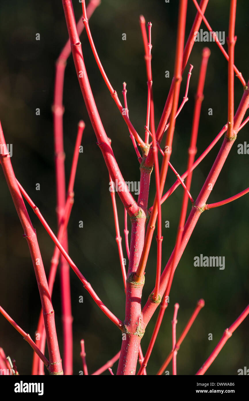 ACER PALMATUM 'Sango Kaku - Arce de corteza de coral Foto de stock