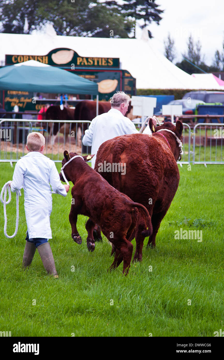 Devon ganado rojo rubí siendo mostrada en un show agrícola Foto de stock